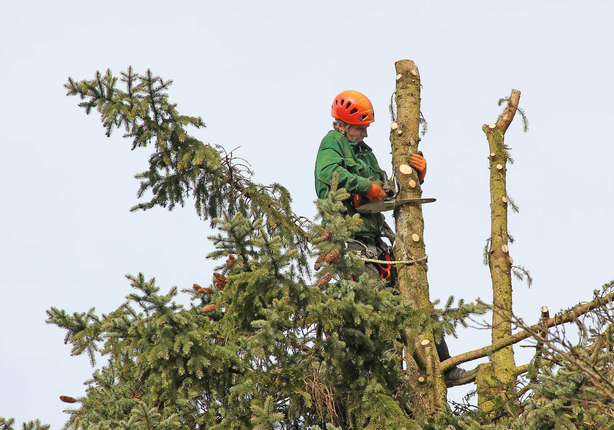 lumberjack in the fir tree top, cutting down a tree