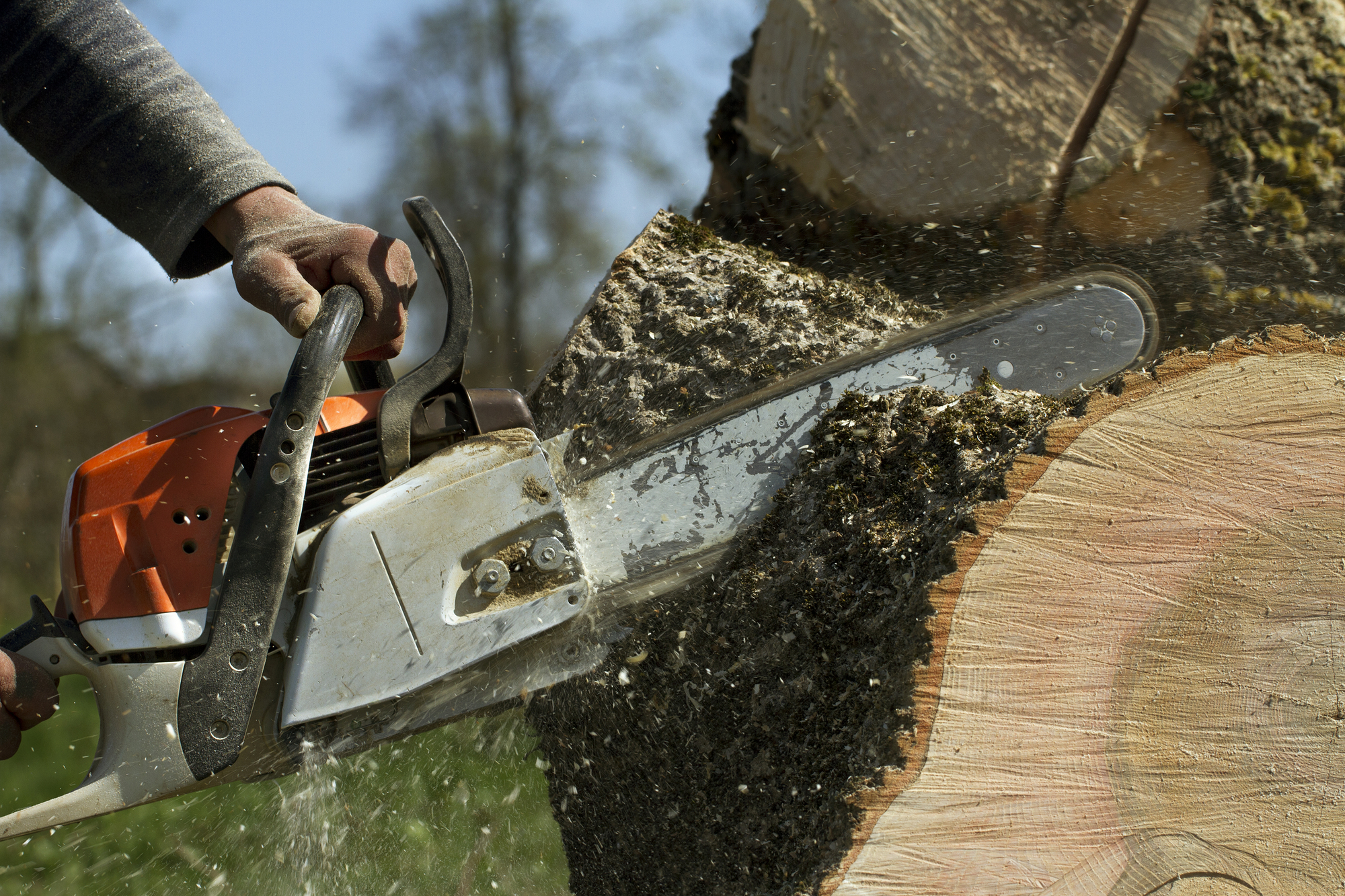 Man cuts a fallen tree, dangerous work.